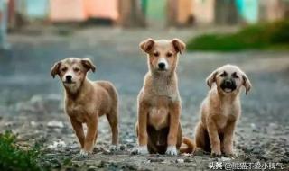 不主狗狗吃陌生人给的食物或禁食 狗为伴侣动物拟禁食